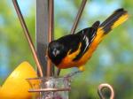 Baltimore Oriole (male)