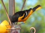 Baltimore Oriole (male)