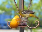 Baltimore Oriole (female)