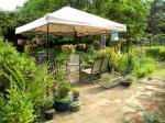 Backyard sitting area for sun or rain - New sedum baskets are thriving