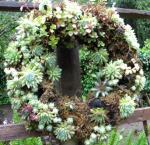 last falls wreath totally replanted with semps