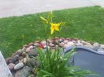 Pond plant is blooming