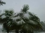 Snow on Palms