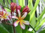 plumeria