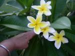 plumeria yellow