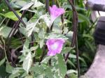 Variegated Morning Glory