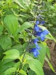 salvia black and blue up close