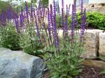 Salvia "Caradonna"