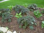 Heucheras and Hostas