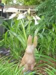 Crinum and bunny