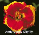 Andy Candy Daylily