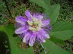 Passion Flower1