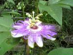 Passion Flower2