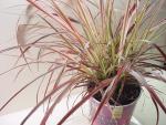 Unknown Ornamental Grass