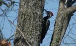 Paliated Woodpecker