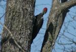 Paliated Woodpecker