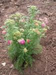 Achillea millefolium 'Pomegranate'