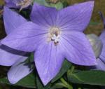 Platycodon grandiflorus 'Sentimental Blue'