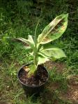 Musa acuminata 'Dwarf Cavendish'