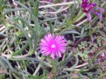 Delosperma cooperi 