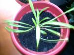 Green Spider Plant