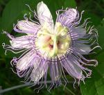 Passiflora incarnata 