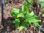 Calycanthus floridus