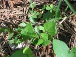 Erythrina herbacea