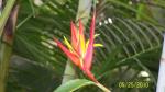 Bird of Paradise