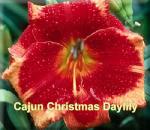 Cajun Christmas Daylily