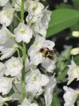 Delphinium/bee