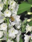 Delphinium/bee