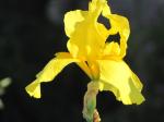 Iris....