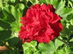 Geranium