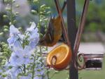 Female Oriole/ Delphinium