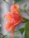 Hibiscus  bloom/tree