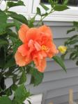 Hibiscus bloom/tree