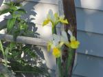 Tall Dutch Iris