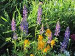 Wild flowers
