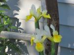 Tall Dutch Iris