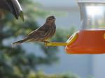 Female House Finch