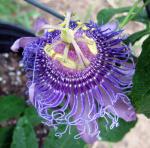 Passion Flower