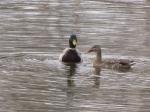 Mallards