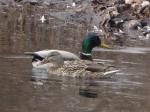 Mallards