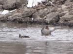 Mallards