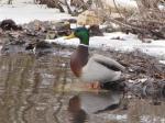 Mallard, Male