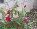 My Rose bush
