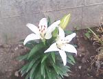 2 of the 4 Lilies