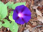 Ipomoea purpurea 'Kniola's Black'