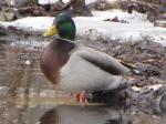 Mallard